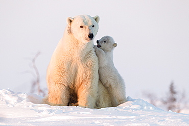 Polar bear (Ursus maritimus) and cub, Wapusk National Park, Churchill, Hudson Bay, Manitoba, Canada, North America 