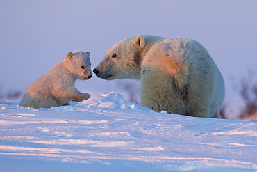 Polar bear (Ursus maritimus) and cub, Wapusk National Park, Churchill, Hudson Bay, Manitoba, Canada, North America 