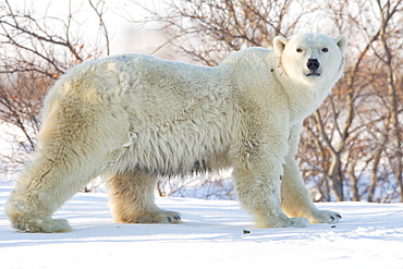 Polar bear (Ursus maritimus), Wapusk National Park, Churchill, Hudson Bay, Manitoba, Canada, North America 