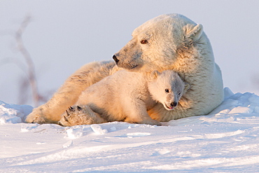 Polar bear (Ursus maritimus) and cub, Wapusk National Park, Churchill, Hudson Bay, Manitoba, Canada, North America 