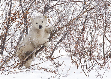 Polar bear cub (Ursus maritimus), Wapusk National Park, Churchill, Hudson Bay, Manitoba, Canada, North America 