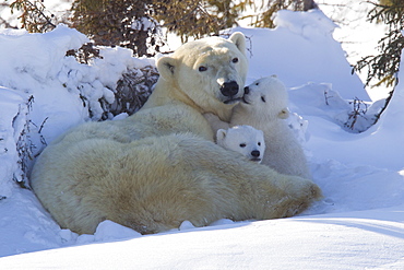 Polar bear (Ursus maritimus) and cubs, Wapusk National Park, Churchill, Hudson Bay, Manitoba, Canada, North America 