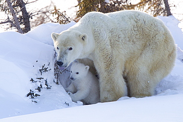 Polar bear (Ursus maritimus) and cubs, Wapusk National Park, Churchill, Hudson Bay, Manitoba, Canada, North America 