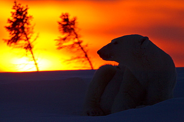 Polar bear (Ursus maritimus) and cub, Wapusk National Park, Churchill, Hudson Bay, Manitoba, Canada, North America 