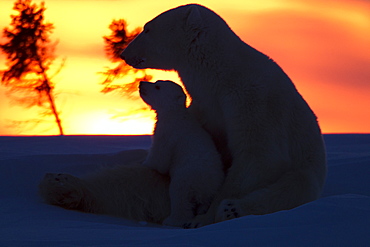 Polar bear (Ursus maritimus) and cub, Wapusk National Park, Churchill, Hudson Bay, Manitoba, Canada, North America 