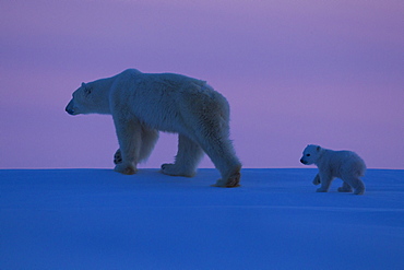 Polar bear (Ursus maritimus) and cub, Wapusk National Park, Churchill, Hudson Bay, Manitoba, Canada, North America 