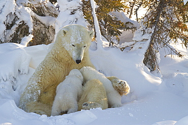 Polar bear (Ursus maritimus) and cubs, Wapusk National Park, Churchill, Hudson Bay, Manitoba, Canada, North America 