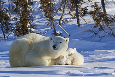 Polar bear (Ursus maritimus) and cubs, Wapusk National Park, Churchill, Hudson Bay, Manitoba, Canada, North America 