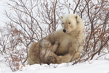 Polar bear nursing cub (Ursus maritimus) , Wapusk National Park, Churchill, Hudson Bay, Manitoba, Canada, North America 