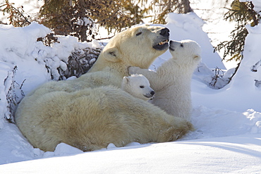 Polar bear (Ursus maritimus) and cubs, Wapusk National Park, Churchill, Hudson Bay, Manitoba, Canada, North America 