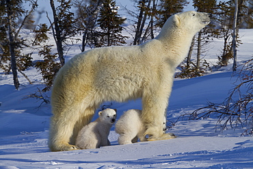 Polar bear (Ursus maritimus) and cubs, Wapusk National Park, Churchill, Hudson Bay, Manitoba, Canada, North America 