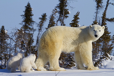 Polar bear (Ursus maritimus) and cubs, Wapusk National Park, Churchill, Hudson Bay, Manitoba, Canada, North America 