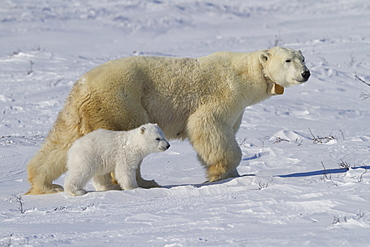 Polar bear (Ursus maritimus) and cub, Wapusk National park, Churchill, Hudson bay, Manitoba, Canada, North America