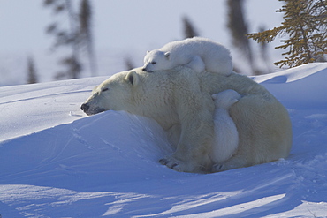 Polar bear (Ursus maritimus) and cubs, Wapusk National Park, Churchill, Hudson Bay, Manitoba, Canada, North America 