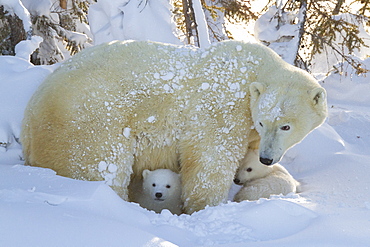 Polar bear (Ursus maritimus) and cubs, Wapusk National Park, Churchill, Hudson Bay, Manitoba, Canada, North America 