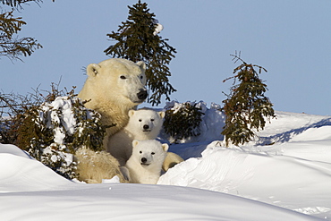 Polar bear (Ursus maritimus) and cubs, Wapusk National Park, Churchill, Hudson Bay, Manitoba, Canada, North America 