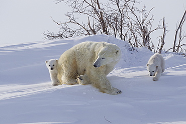 Polar bear (Ursus maritimus) and cubs, Wapusk National Park, Churchill, Hudson Bay, Manitoba, Canada, North America