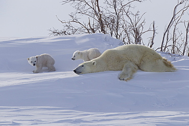 Polar bear (Ursus maritimus) and cubs, Wapusk National Park, Churchill, Hudson Bay, Manitoba, Canada, North America