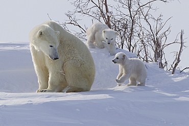 Polar bear (Ursus maritimus) and cubs, Wapusk National Park, Churchill, Hudson Bay, Manitoba, Canada, North America