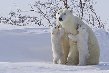 Polar bear (Ursus maritimus) and cubs, Wapusk National Park, Churchill, Hudson Bay, Manitoba, Canada, North America