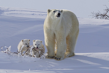 Polar bear (Ursus maritimus) and cubs, Wapusk National Park, Churchill, Hudson Bay, Manitoba, Canada, North America