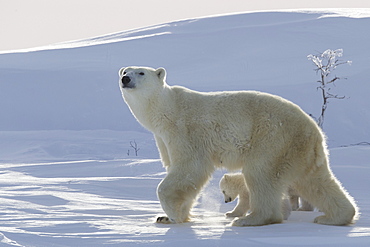 Polar bear (Ursus maritimus) and cubs, Wapusk National Park, Churchill, Hudson Bay, Manitoba, Canada, North America