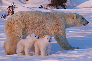 Polar bear (Ursus maritimus) and cubs, Wapusk National Park, Churchill, Hudson Bay, Manitoba, Canada, North America