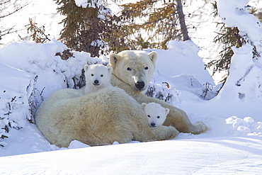 Polar bear (Ursus maritimus) and cubs, Wapusk National Park, Churchill, Hudson Bay, Manitoba, Canada, North America