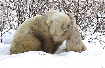 Polar bear (Ursus maritimus) and cub, Wapusk National Park, Churchill, Hudson Bay, Manitoba, Canada, North America 