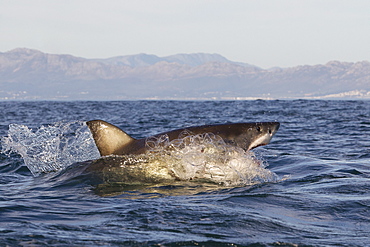 Great white shark (Carcharodon carcharias), Seal Island, False Bay, Simonstown, Western Cape, South Africa, Africa