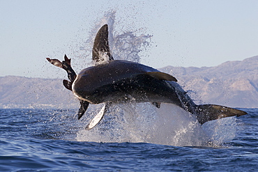 Great white shark (Carcharodon carcharias), Seal Island, False Bay, Simonstown, Western Cape, South Africa, Africa