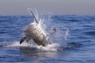 Great white shark (Carcharodon carcharias), Seal Island, False Bay, Simonstown, Western Cape, South Africa, Africa