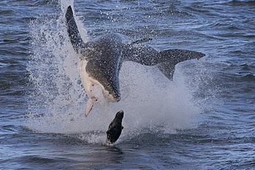 Great white shark (Carcharodon carcharias), Seal Island, False Bay, Simonstown, Western Cape, South Africa, Africa