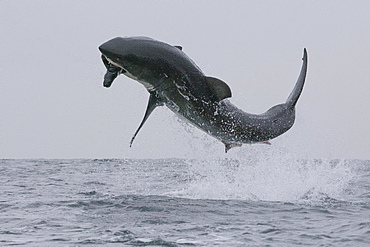 Great white shark (Carcharodon carcharias), Seal Island, False Bay, Simonstown, Western Cape, South Africa, Africa