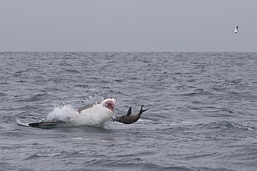 Great white shark (Carcharodon carcharias), Seal Island, False Bay, Simonstown, Western Cape, South Africa, Africa