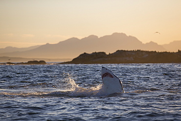 Great white shark (Carcharodon carcharias), Seal Island, False Bay, Simonstown, Western Cape, South Africa, Africa