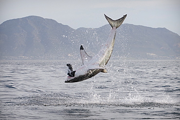 Great white shark (Carcharodon carcharias), Seal Island, False Bay, Simonstown, Western Cape, South Africa, Africa