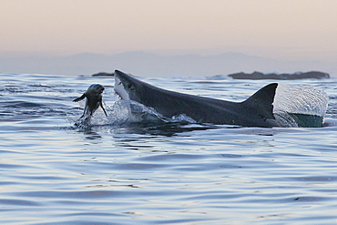 Great white shark (Carcharodon carcharias), Seal Island, False Bay, Simonstown, Western Cape, South Africa, Africa