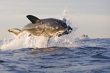 Great white shark (Carcharodon carcharias), Seal Island, False Bay, Simonstown, Western Cape, South Africa, Africa