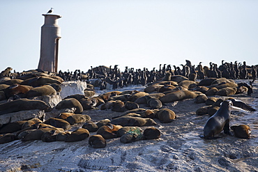 Cape fur seals (Arctocephalus pusillus pusillus), Seal Island, False Bay, Simonstown, Western Cape, South Africa, Africa