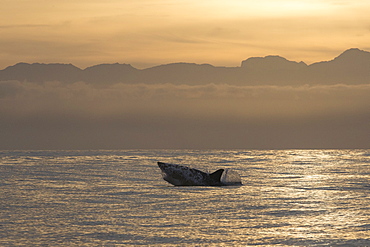 Great white shark (Carcharodon carcharias), Seal Island, False Bay, Simonstown, Western Cape, South Africa, Africa