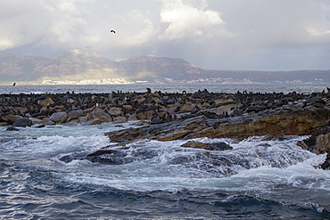 Cape fur seals (Arctocephalus pusillus pusillus), Seal Island, False Bay, Simonstown, Western Cape, South Africa, Africa