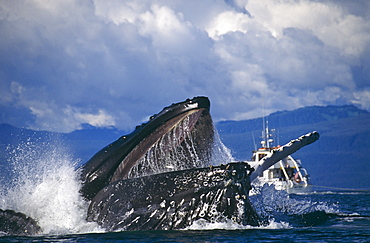 Humpback Whale feeding (Megaptera novaeangliae). Chatham Straits, S. E. Alaska