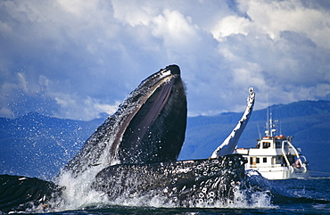 Humpback Whales feeding (Megaptera novaeangliae). Chatham Straits, S. E. Alaska