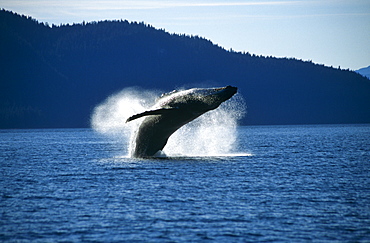 Humpback Whale breaching (Megaptera novaeangliae).Tenakee Inlet, S. E. Alaska