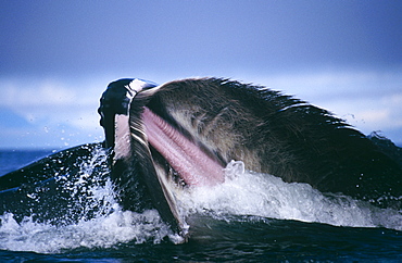 Humpback Whale feeding (Megaptera novaeangliae). Chatham Strait, S. E. Alaska