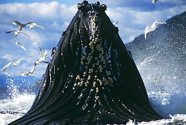 Humpback Whale feeding (Megaptera novaeangliae).