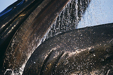 Humpback Whales feeding (Megaptera novaeangliae). 