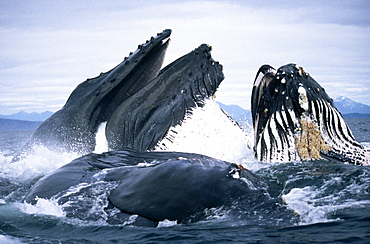 Humpback Whale feeding (Megaptera novaeangliae). Frederick Sd, S. E. Alaska