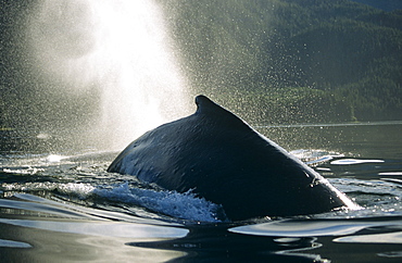 Humpback Whale (Megaptera novaeangliae) surfacing and blowing. 